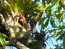 Strong-billed Woodcreeper